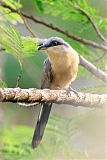 Mangrove Cuckooborder=